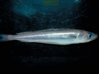 /album/fotogaleria-mar/bacaladilla-jpg/